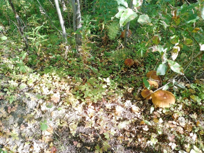 Источник: Грибной воин ХМАО / T.me