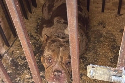 Заводчицу из Дзержинска обвиняют в жестокости: труп собаки на помойке