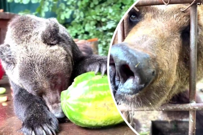 Rescued Bear Maya Fears Even Crows, Park Says