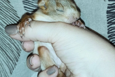 Бельчонка с параличом нашли в парке «Танаис»