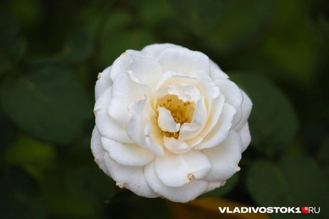 Источник: Елена Буйвол / VLADIVOSTOK1.RU