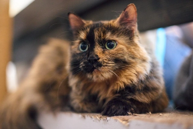 Говорят, трёхцветные кошки приносят счастье. Как вы думаете, сколько цветов в окраске Даяны?  | Источник: Котейня «ЧуКОТка» | котокафе Самара 