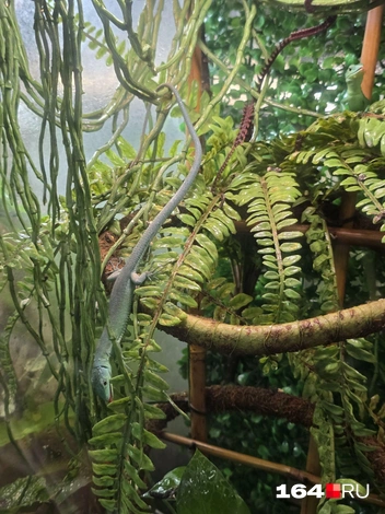 Тут есть и такие ящерицы | Источник: Семен Коротов-Майбах / 164.RU