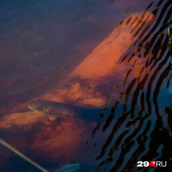 Источник: Иван Митюшёв / 29.RU