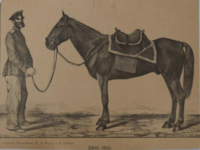 Донская порода на гравюре 1880–1890 годов. Спустя более чем столетия порода сохранила свои черты | Источник: Международная военно-историческая ассоциация / Imha.ru