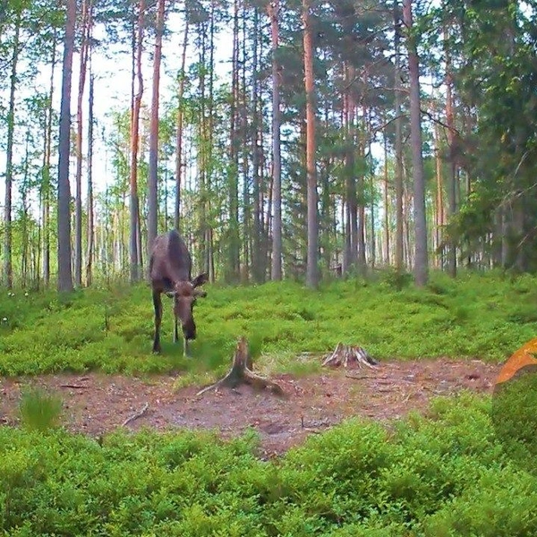 Очень страшно! Лиса с голым хвостом напугала зверя в несколько раз крупнее себя | www.fontanka.ru