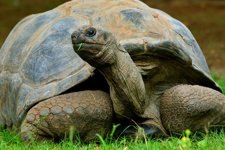 Тортилла и ее родня: 10 видов черепах — сухопутных, пресноводных и морских