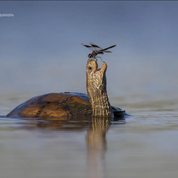 Источник: Tzahi Finkelstein / Comedy Wildlife Photography Awards 2023