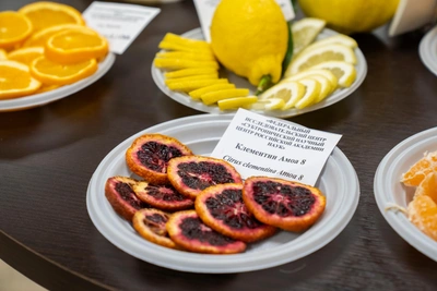 Сочинские ученые показали новые цитрусовые гибриды