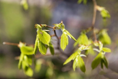 МЧС предупредило о ранней жаре в Рязанской области