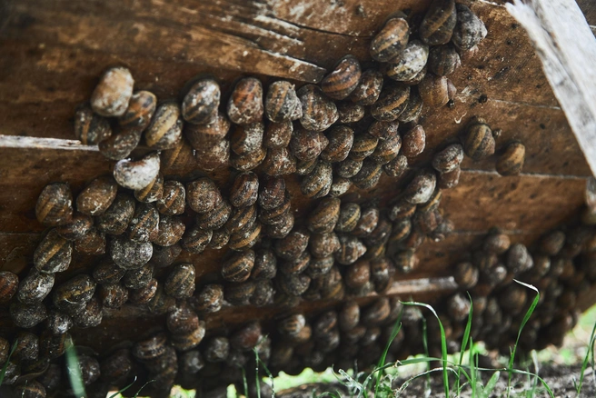 На небольшом огороде можно вырастить около 70 000 улиток | Источник: Роман Данилкин / 63.RU