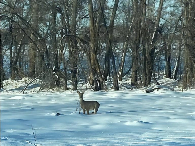 Жители Карасука опасаются, что вслед за косулями к озеру Хорошему придут и волки. В последний раз отстреливать хищников в этих местах приходилось 30 лет назад, но недавно волчью стаю заметили под Краснозерским&nbsp;— по прямой до Хорошего оттуда около 50&nbsp;км | Источник: читатель НГС
