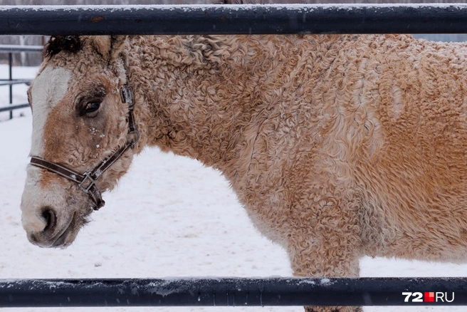 В музее живут несколько десятков парнокопытных необычных пород, например эта&nbsp;— породы забайкальская кучерявая | Источник: Ирина Шарова / 72.RU
