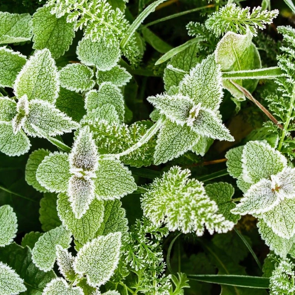 Источник: читательница «Фонтанки» Silver_Shadow