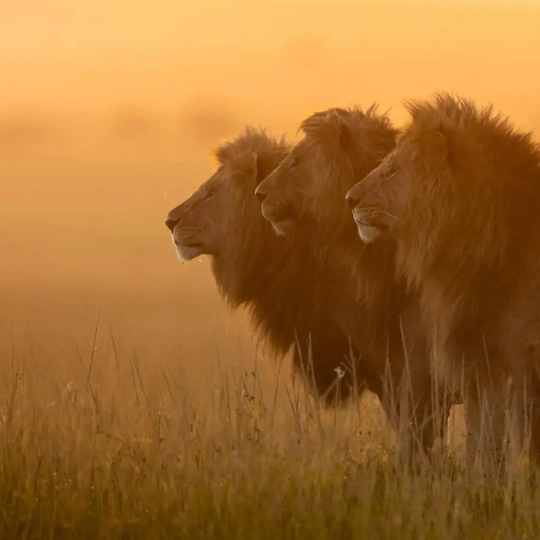 Трехглавое царство | Источник: Girish Jamadagni / The Nature Photography Contest
