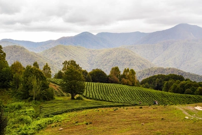 В Сочи арестовали троих по делу о земельных махинациях