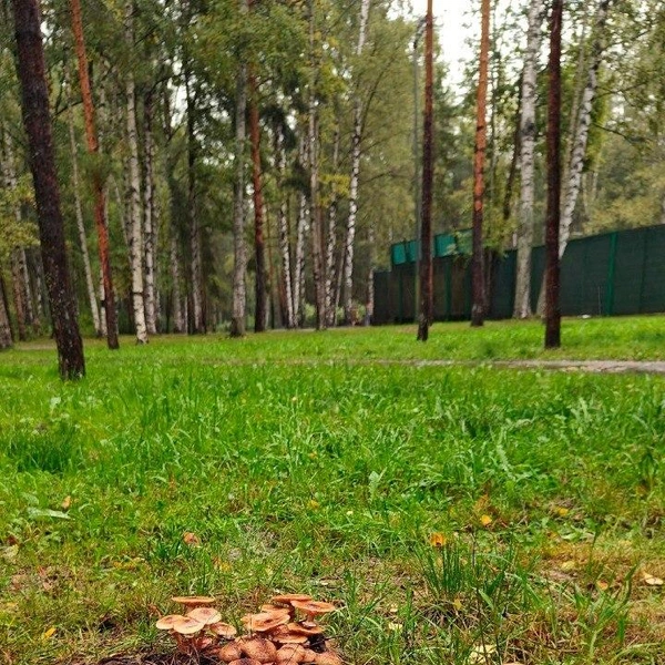 Источник: Павел Глазков / «Каждой твари по паре»