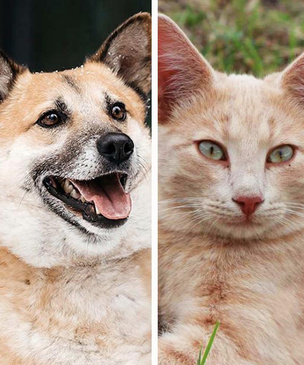 Котопёс недели: веселый пес Банджо и общительный кот Карамелькин ждут встречи со своими людьми