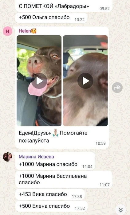 На собак открыли сбор, чтобы организовать передержку | Источник: предоставила Алена