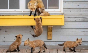 Разгоняющие хандру: оцените самые очаровательные фото животных в истории конкурса Nature's Best Backyards