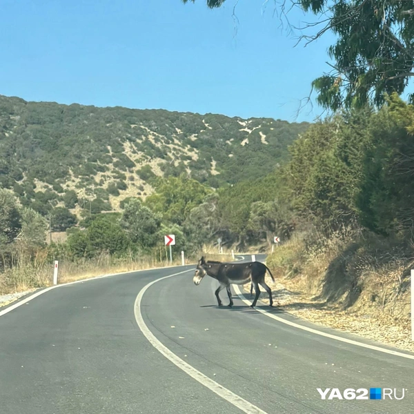 Здесь мы еще не знаем, что осел встанет среди дороги перед машиной | Источник: Виктория Улитова / YA62.RU