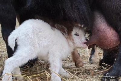 В барнаульском зоопарке у камерунских коз тройня