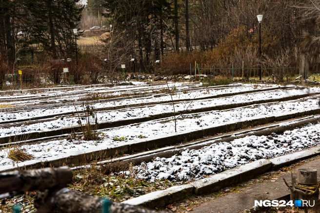 Грядки под розы | Источник: Мария Ленц / NGS24.RU