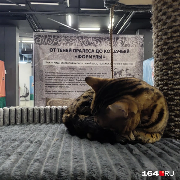 Источник: Сергей Гендин / 164.RU