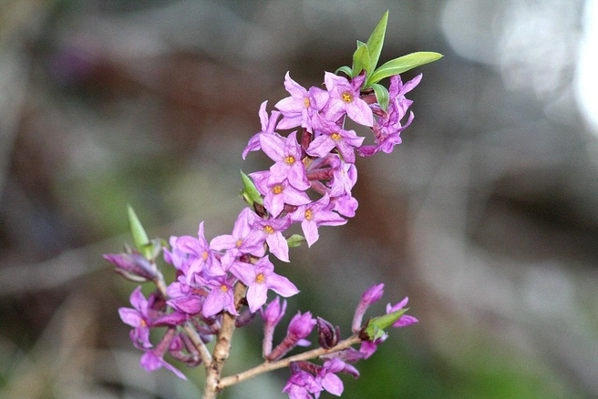 Волчеягодник обыкновенный (Daphne mezereum) | Источник: Enrico Blasutto / CC BY-SA 4.0