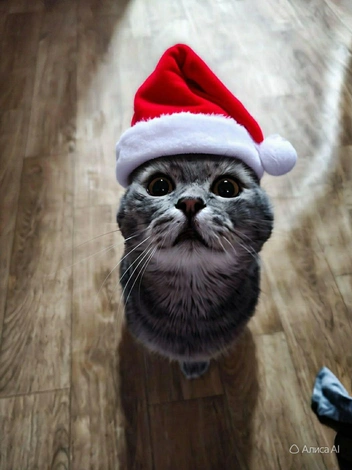 «Хозяин говорит, я&nbsp;— ангел. Но я знаю правду: я&nbsp;— маленький пушистый хаос в красном колпаке» | Источник: читатель НГС 