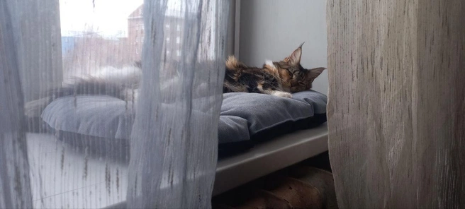 Барсу забрали почти сразу, как нашли | Источник: Анна