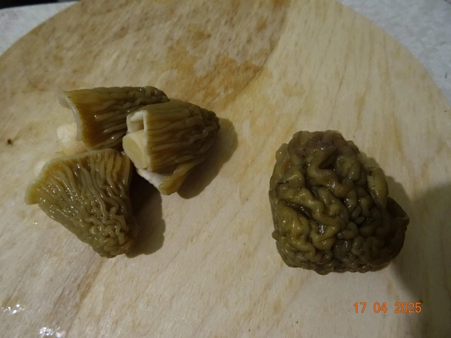 Слева — сморчки, справа — строчок | Источник: Кирилл Дроздов 