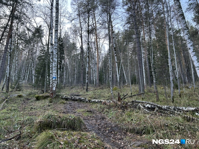 Тропа наверх промаркирована | Источник: Алексей Тайганавт/ NGS24.RU