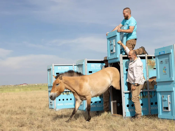 Зорро и шесть его подруг: зачем в Казахстан прилетели лошади Пржевальского из Европы?