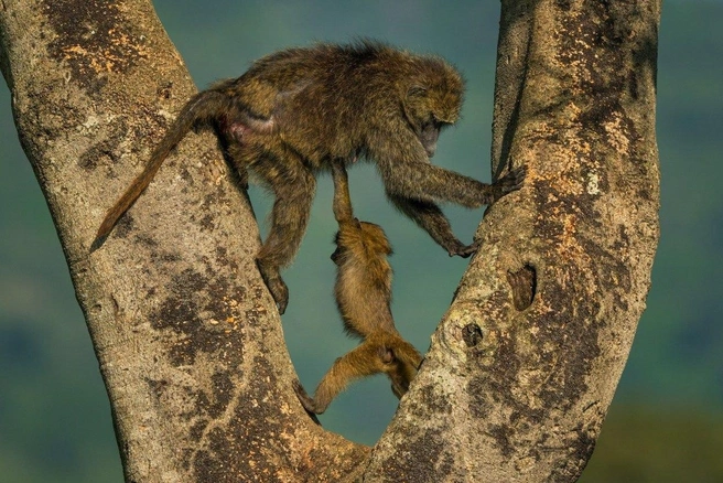 И даже «Растишка» не нужна | Источник: Andy Parkinson / Nikon Comedy Wildlife Photography Awards 2026