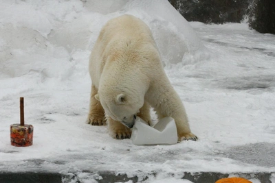 День рождения белой медведицы Шайны в Ижевском зоопарке