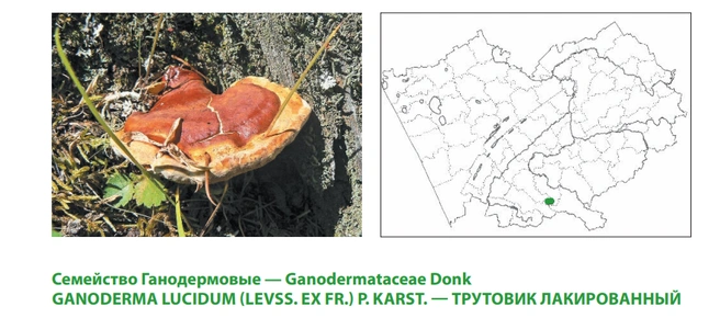 Нарушение естественных местообитаний и рубки в лиственничных лесах сделали этот вид редким | Источник: Красная книга Алтайского края