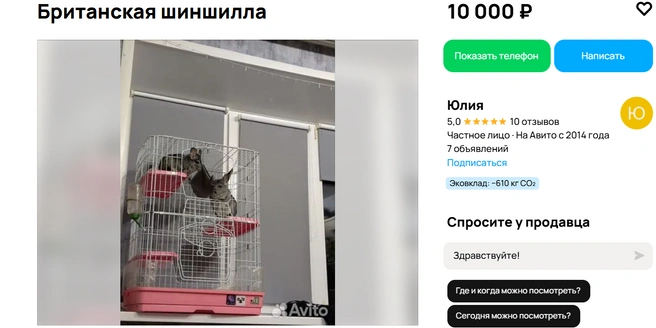 В Барнауле пользуются спросом шиншиллы | Источник: Авито