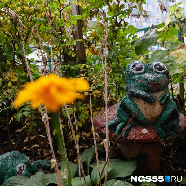 Зеленые лягушки гармонично смотрятся в травах и цветах | Источник: Евгений Софийчук / NGS55.RU