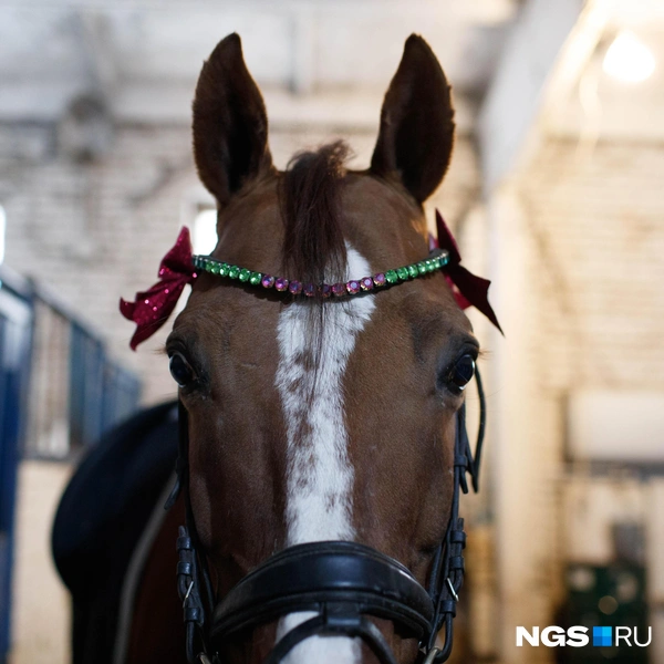 Но угощениям всё равно обрадовались больше | Источник: Андрей Бортко / NGS.RU