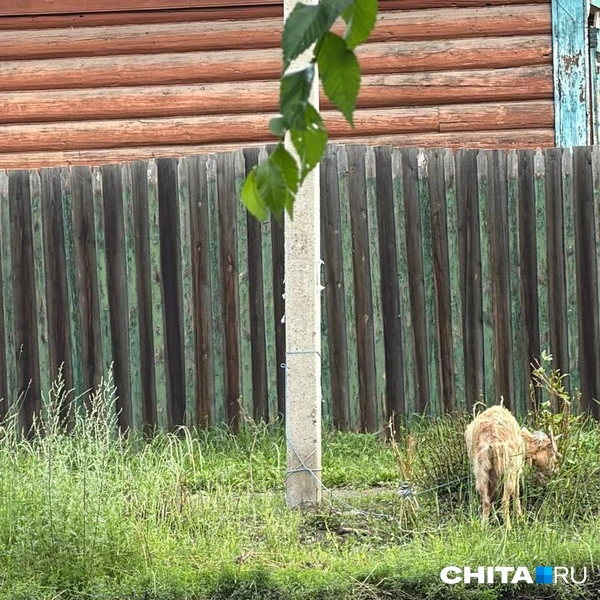 Источник: очевидец