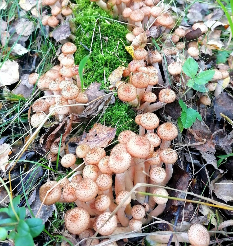 А вот красота из Каштака | Источник: Анна Хребтова / Грибы Челябинской области
