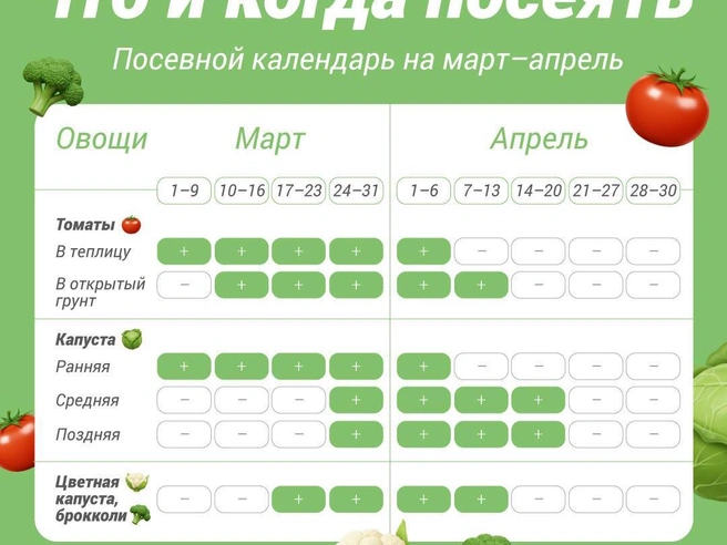 Перечень растений для посева на рассаду в начале весны | Источник: Полина Авдошина / Городские медиа