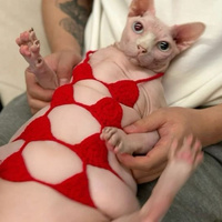 Аватарка plush