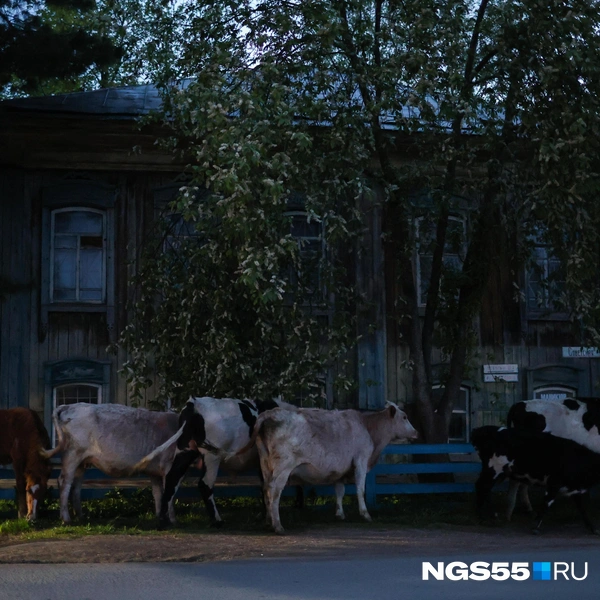 А это ее подружки | Источник: Евгений Софийчук / NGS55.RU
