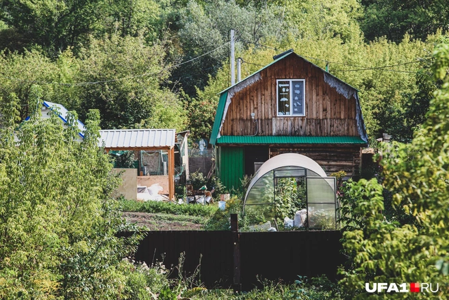 В СНТ, кроме садоводов, проживают стаи бродячих собак и бомжи | Источник: Тимур Шарипкулов