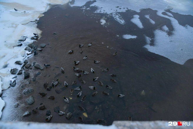 Источник: Иван Митюшёв / 29.RU