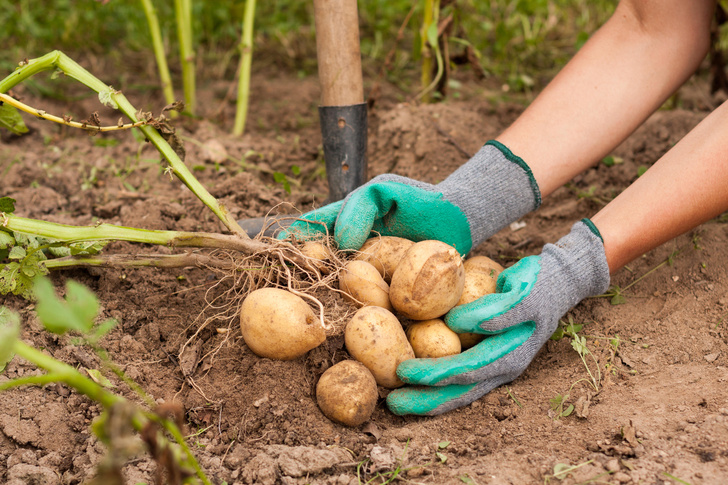 МРТ для картошки: в России предложили новый способ диагностировать болезни растений
