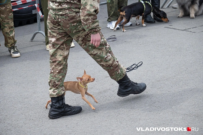 Источник: Елена Буйвол / VLADIVOSTOK1.RU