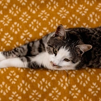 Учёные считают, что домашние кошки могут увеличить риск развития шизофрении вдвое: какую опасность несут в себе пушистики